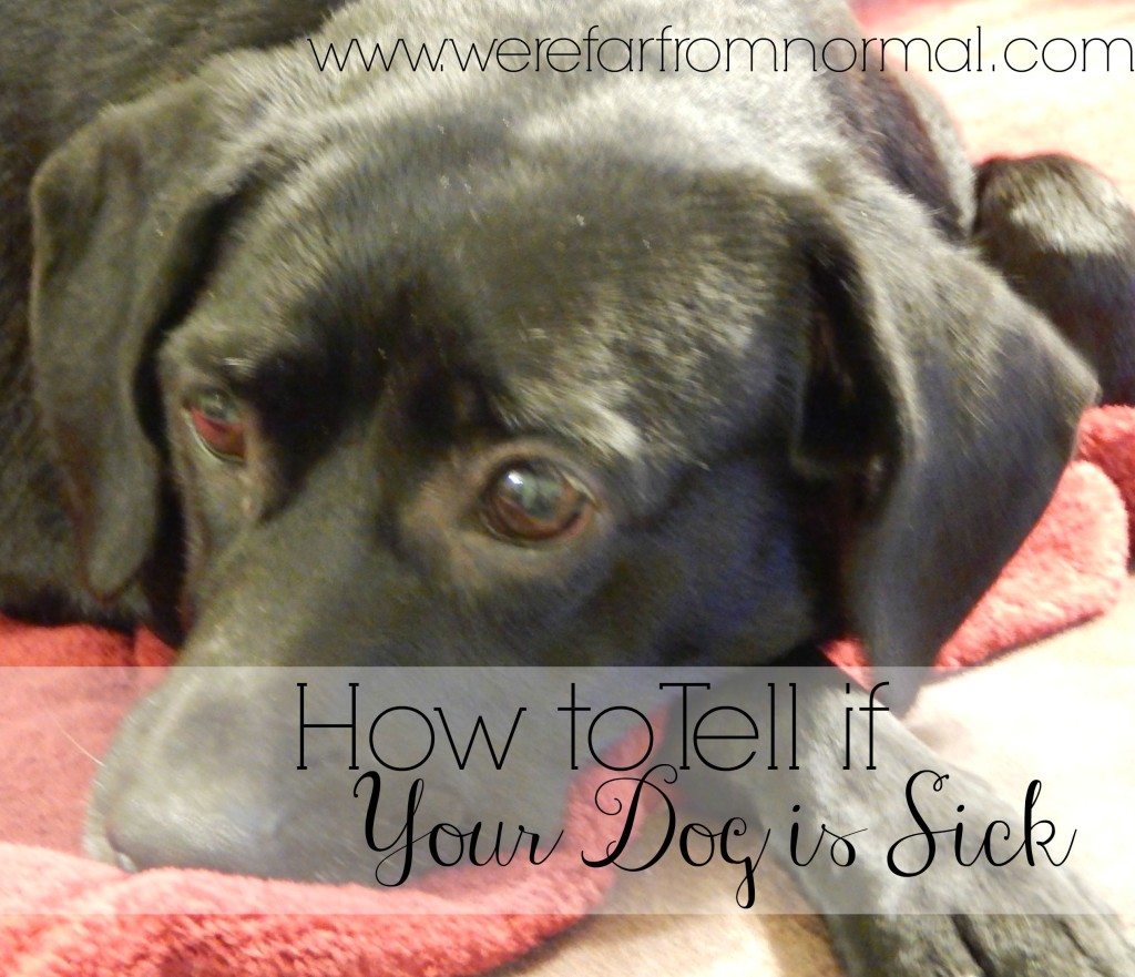 how-to-tell-if-your-dog-is-sick