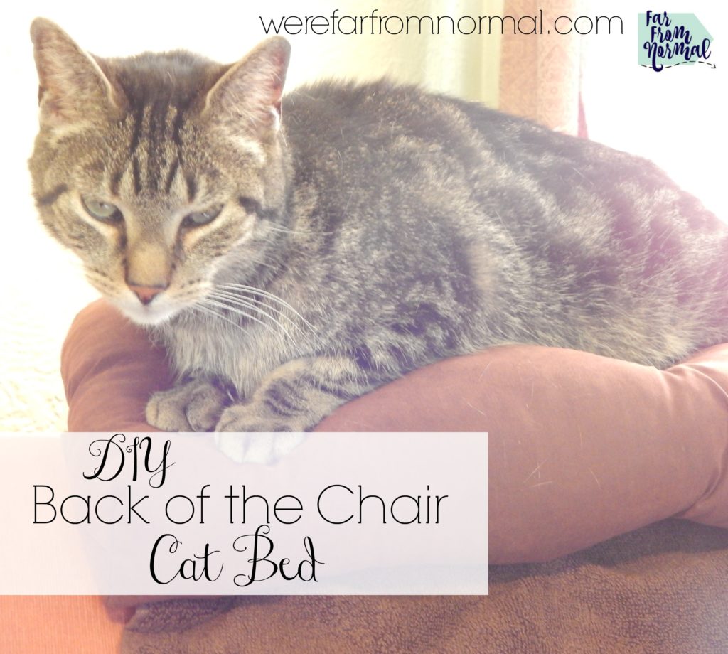 Does your cat lay on the back of the chair or couch This easy to make cat bed will keep them comfy and protect your furniture!
