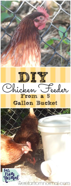 DIY Bucket Chicken Feeder (from a 5 gallon bucket!)