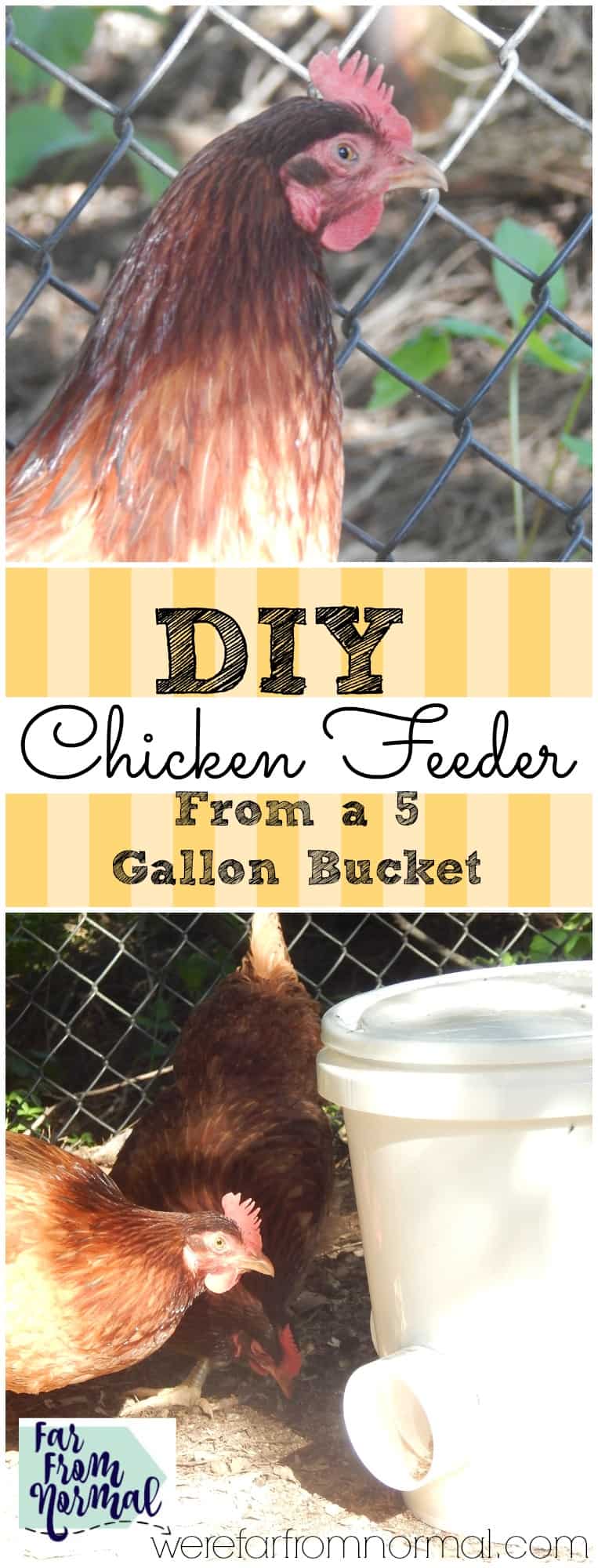 DIY Bucket Chicken Feeder (from a 5 gallon bucket!) - Far From Normal