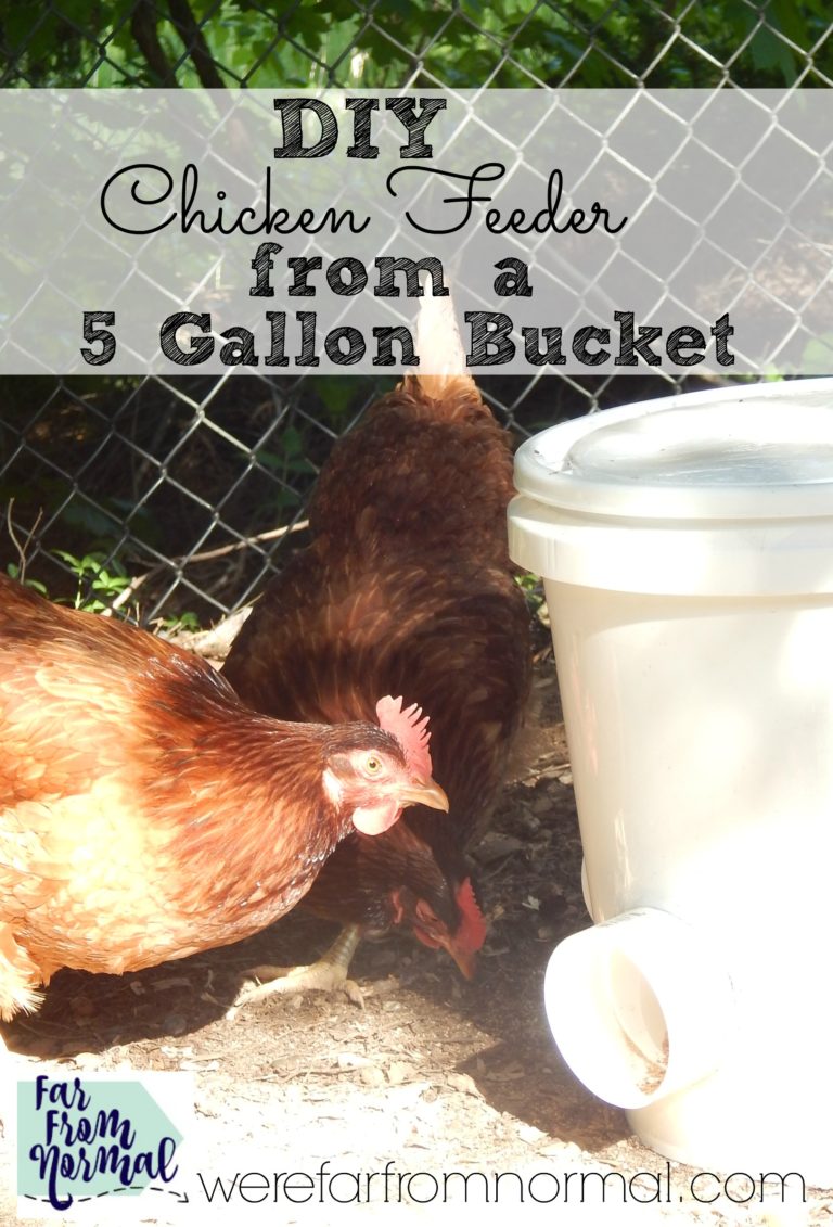 DIY Bucket Chicken Feeder (from a 5 gallon bucket!)